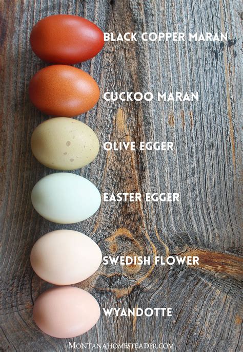 black egg chickens|what breeds produce black eggs.